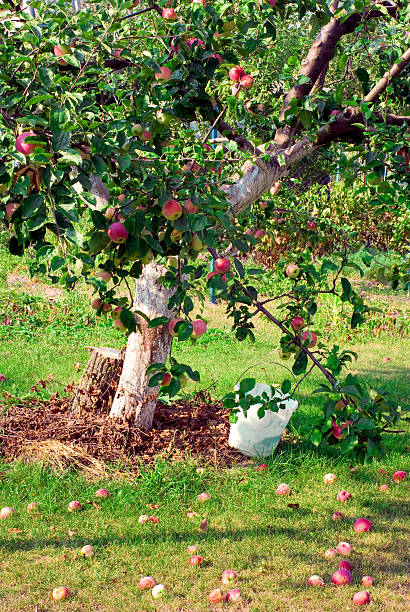 Árbol de manzano - foto de stock