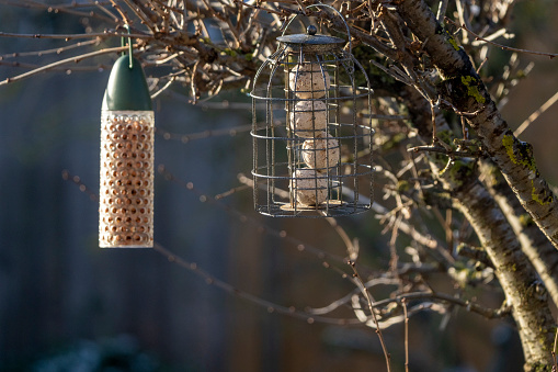 Bird feeders in winter.