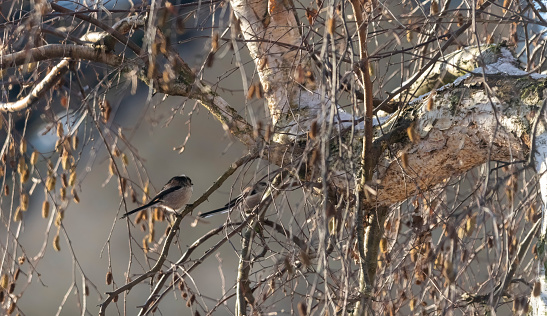 Long tailed tit in a silver birch tree in winter.