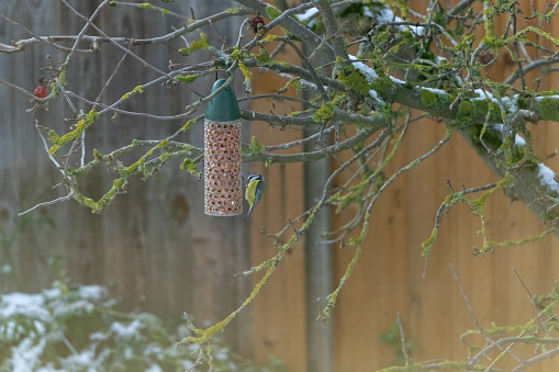 Bluetit on a bird feeder.