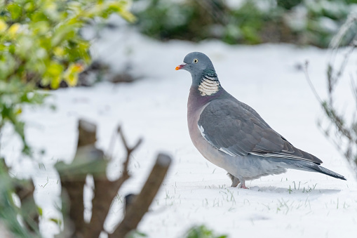 Wood pigeon in the snow on a garden waterfall