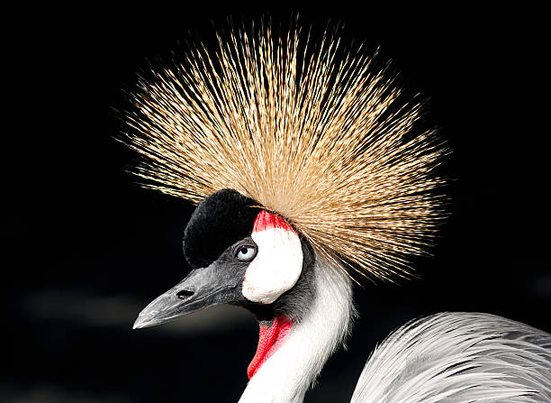 istock African Grey Crowned Crane Balearica regulorum 146878520