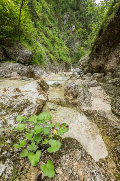 View of the Lammerklamm george during summer with the river and steep slopes in Scheffau village, Salzburg, Austria