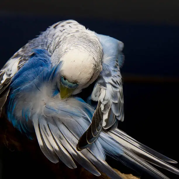 Photo of Parrot doing Laundry