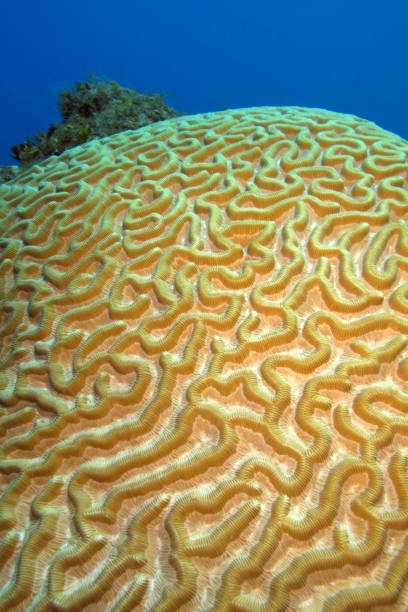istock Brain coral, Coral reef, Cuba 1468786957