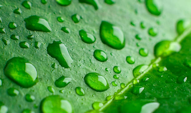 Green leaf with drops of water closeup stock photo