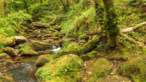 istock Fragas do Eume Natural Park, Pontedeume, Spain 1468788380