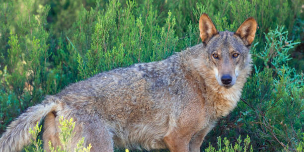 istock Iberian Wolf, Zamora, Spain 1468788825
