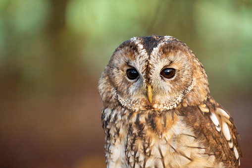 Tawny owl (Strix aluco), also called the brown owl