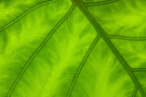 Verde Leaf - foto de acervo