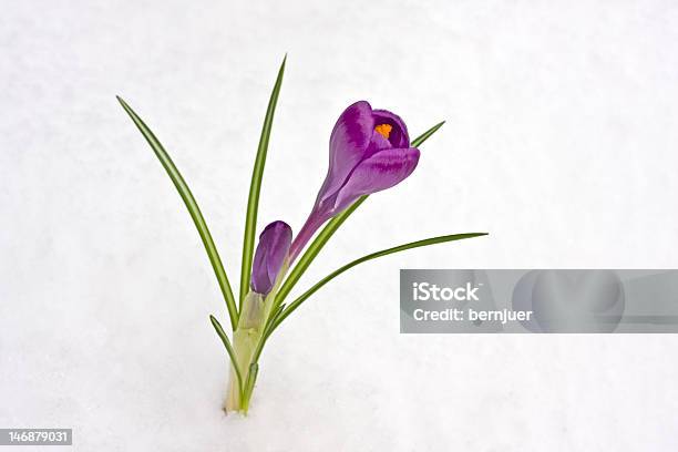 Foto de Break De Primavera e mais fotos de stock de Botão - Estágio de flora - Botão - Estágio de flora, Cabeça da flor, Croco
