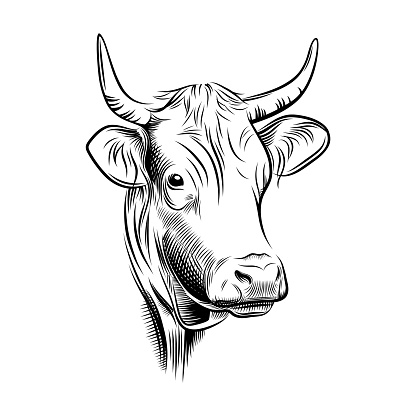 Horned cow portrait black graphic design isolated on white background. Vector illustration