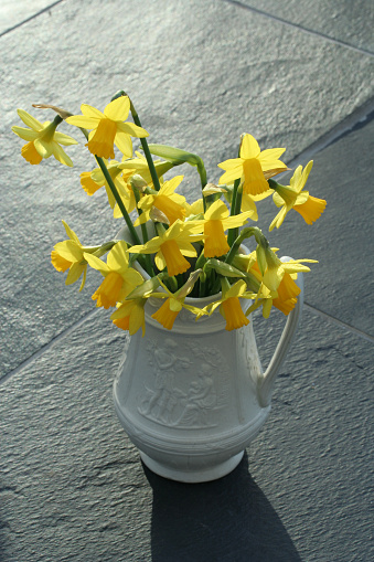 Yellow daffodils in a white jug against a grey slate backgound