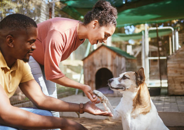 Black couple, love or petting dog in animal shelter, foster kennel or adoption center. Smile, happy or love man and woman bonding and touching pet canine for foster care or community volunteer work pareja negra, perro de amor o acaricia en refugio de animales, perrera de acogida o centro de adopción. sonríe, feliz o ama al hombre y la mujer uniendo y tocando a la mascota canina para el cuidado de crianza o el trabajo voluntario de la comunidad