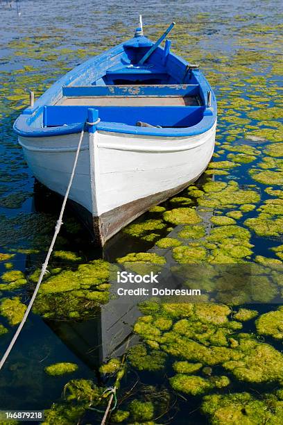 Barca A Remi - Fotografie stock e altre immagini di Acqua - Acqua, Alga, Attraccato