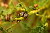 Beetles on potato tops in the garden.