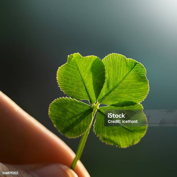 Fingers Holding Backlit Four Leaf Clover Stock Photo - Download Image Now - Aspirations, Clover, Concepts