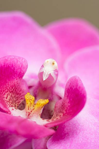 Phalaenopsis orchid stock photo