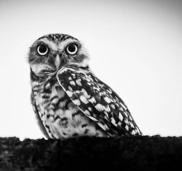 istock Beautiful Aruba wildlife Pictures 1468794528