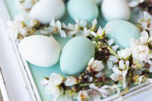 Beautiful mint green and white Easter eggs lying on a pastel colored green surface in a white vintage picture frame with almond blossoms. Without color editing, directly converted from RAW in order to put your own desired preset. Very selective and soft focus. Part of a series.