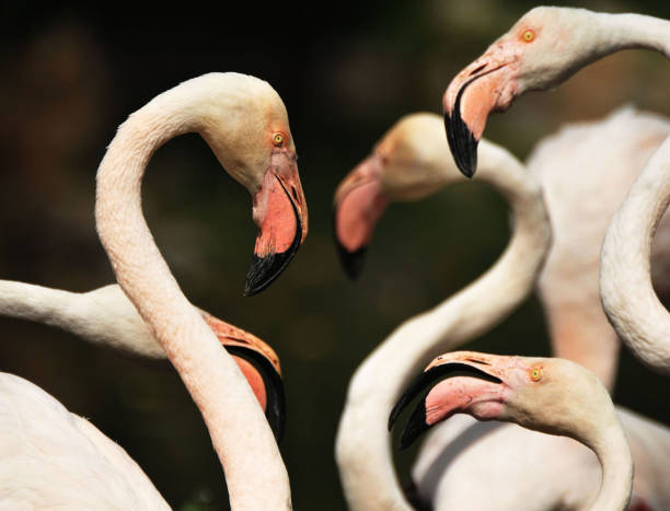 istock Beautiful Aruba wildlife Pictures 1468794882