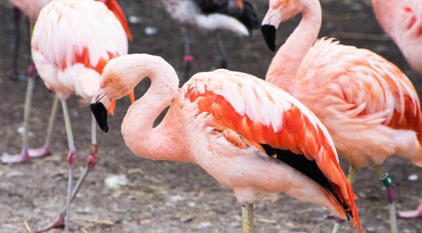istock Beautiful Aruba wildlife Pictures 1468795742