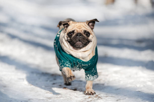 istock Pug Dog Running on the snow 1468796347