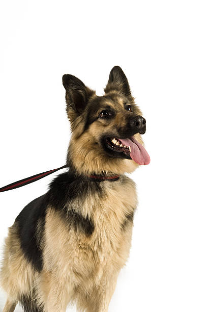 istock German Shepherd Dog on a Lead 146879838