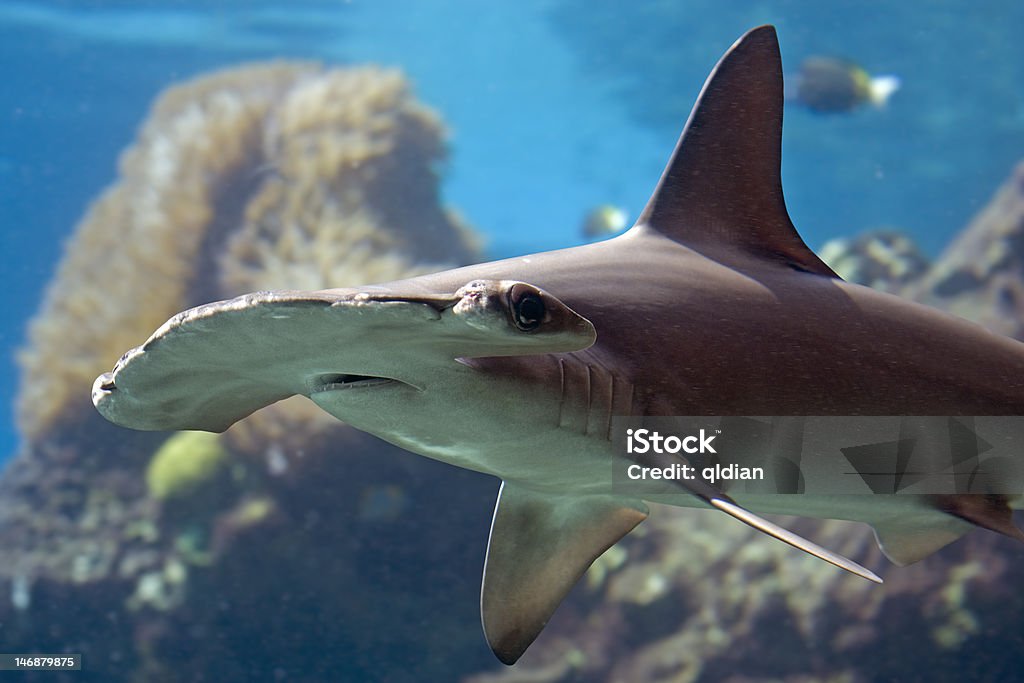 Hammhead Scalloped Hammerhead Shark (Sphyrna lewini) swimming over reef Hammerhead Shark Stock Photo