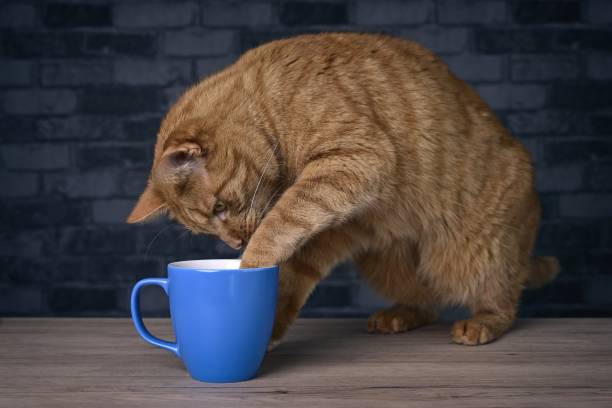 istock Funny red cat puts the paw in a coffee cup on the table. 1468798877