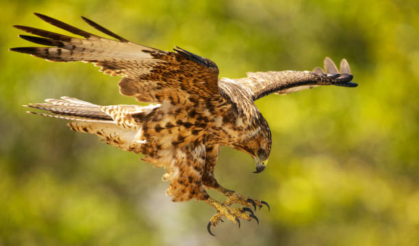 istock Beautiful Ecuador wildlife  Pictures 1468799620