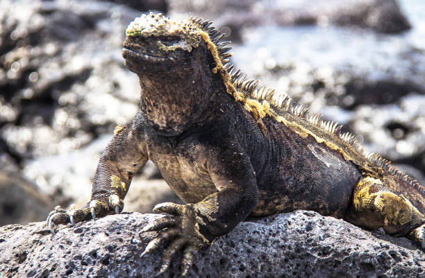 istock Beautiful Ecuador wildlife  Pictures 1468799905