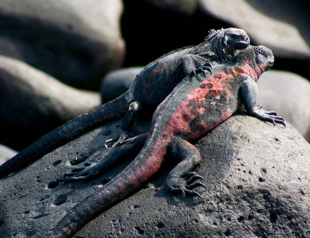istock Beautiful Ecuador wildlife  Pictures 1468800048