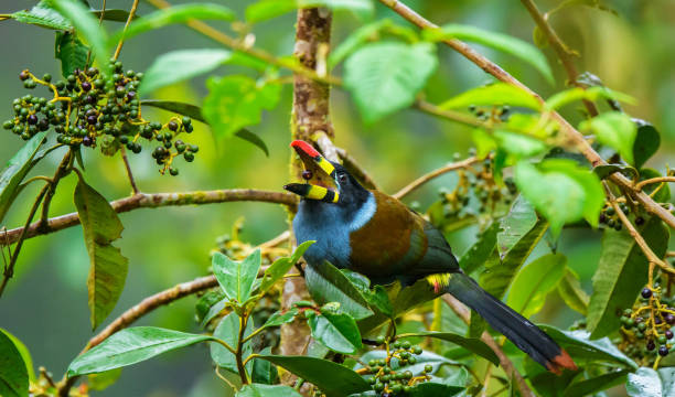 istock Beautiful Ecuador wildlife  Pictures 1468800107