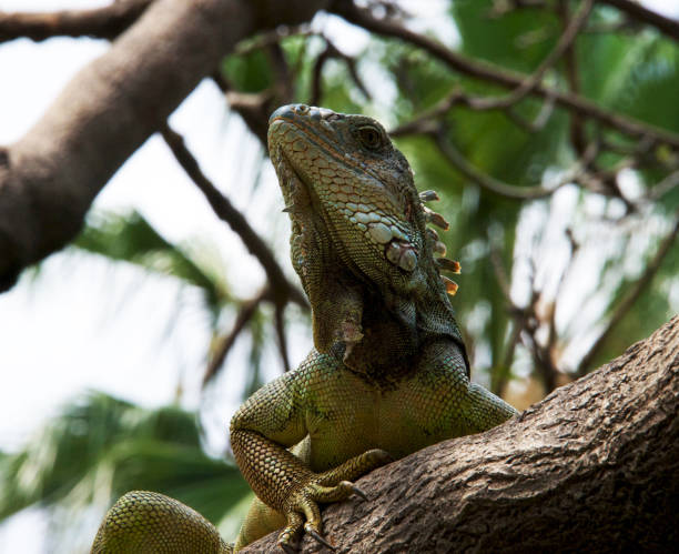 istock Beautiful Ecuador wildlife  Pictures 1468800121