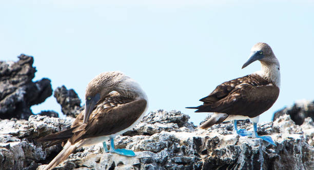 istock Beautiful Ecuador wildlife  Pictures 1468800122
