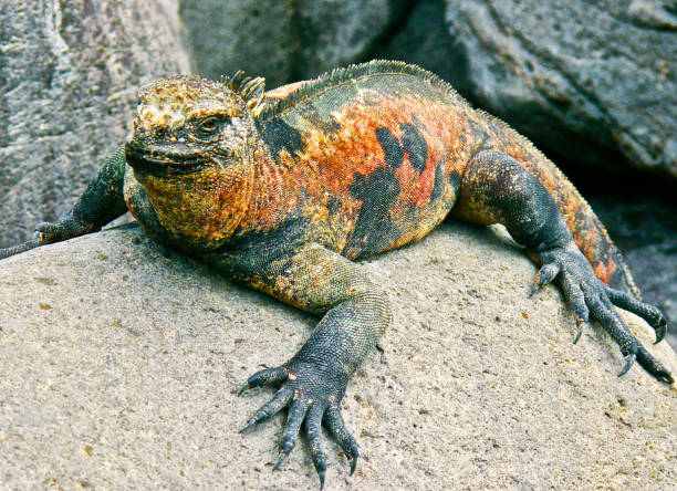 istock Beautiful Ecuador wildlife  Pictures 1468800272