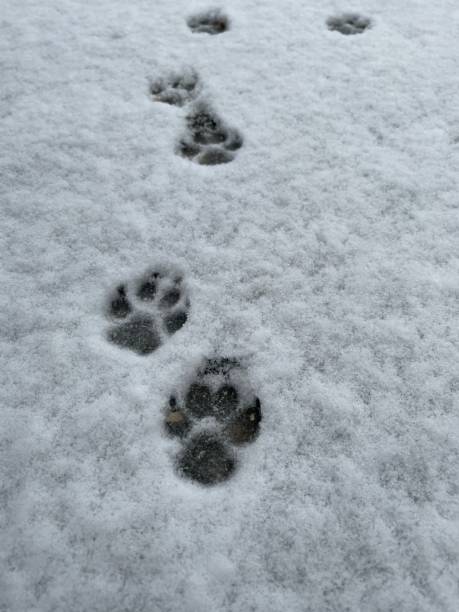 istock Dog walking in the snow paw prints 1468801388