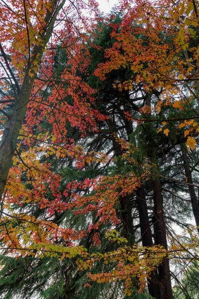 Sempione park in Milan at fall