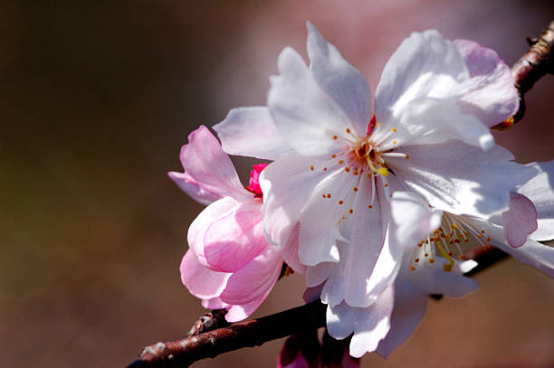 Cherry Blossom stock photo