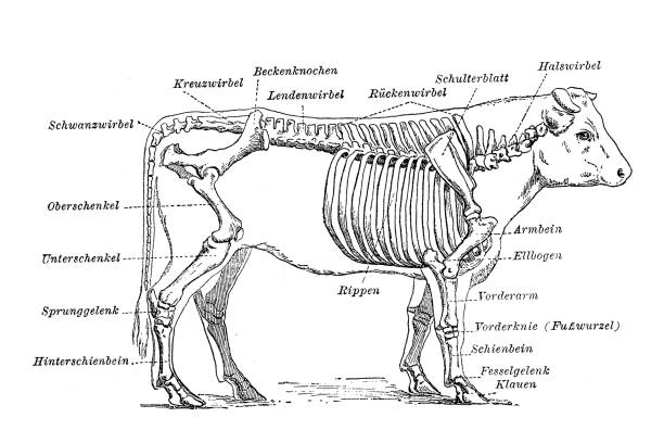 Cow Anatomy () Cow Anatomy