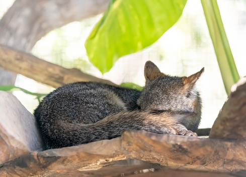 Grey or silver fox sleeping