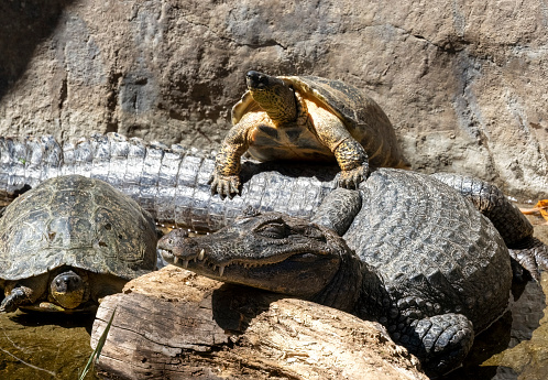 Caiman and terrapins beside a river.