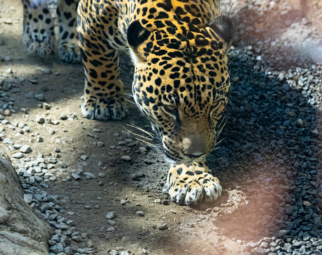 An adult jaguar in the amazon jungle