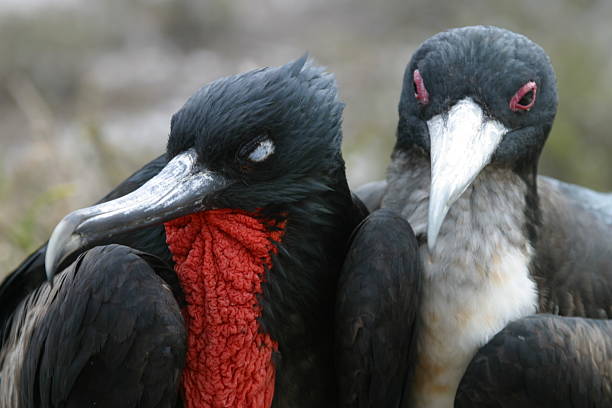 istock Pair of Frigate Birds 146880517
