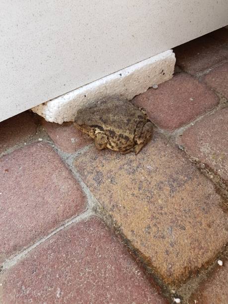 istock A frog in the garden 1468805836