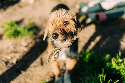 Portrait of Terrier