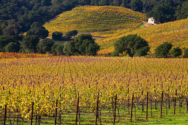 hojas de otoño amarillo vines blanco de granja viñedos de napa, california - california napa valley vineyard farmhouse fotografías e imágenes de stock