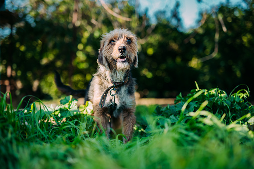 Portrait of Terrier