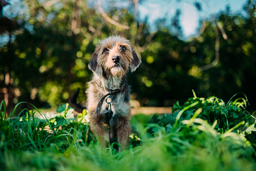 Portrait of Terrier